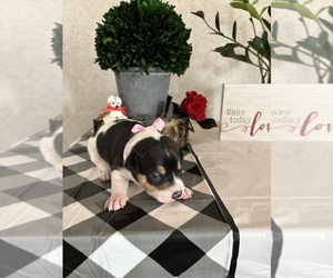 Rat Terrier Puppy for sale in TAMPICO, IL, USA