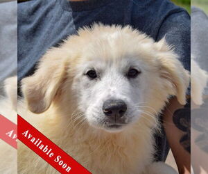 Great Pyrenees Dogs for adoption in Huntley, IL, USA