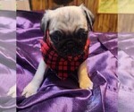 Small Photo #2 Pug Puppy For Sale in WHITTIER, NC, USA
