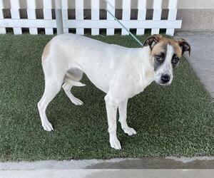 Collie-Unknown Mix Dogs for adoption in Modesto, CA, USA