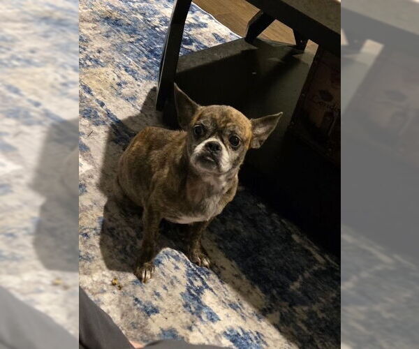 Medium Photo #2 Pug-Unknown Mix Puppy For Sale in Fort Wayne, IN, USA