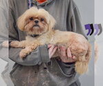 Small #1 Shih Tzu