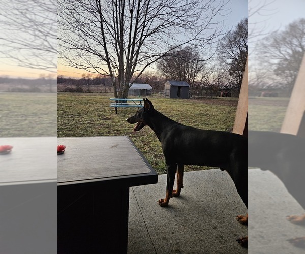 Medium Photo #21 Doberman Pinscher Puppy For Sale in TIPTON, MO, USA
