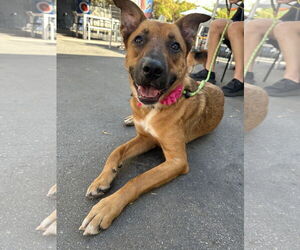 Leilani - Female German Shepherd Dog-Unknown Mix Dog for Adoption - Photo #2