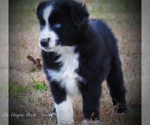 Miniature Australian Shepherd Puppy for sale in SMITHVILLE, AR, USA