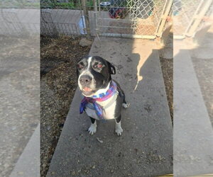 Grant - Male Mutt Dog for Adoption - Photo #6