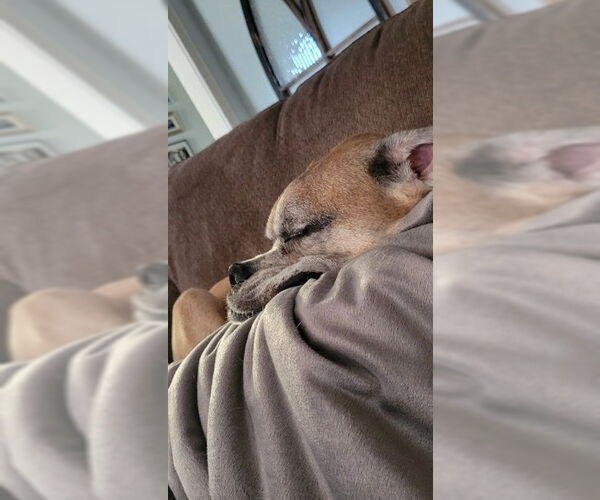 Medium Photo #8 Boxer Puppy For Sale in Burnsville, MN, USA