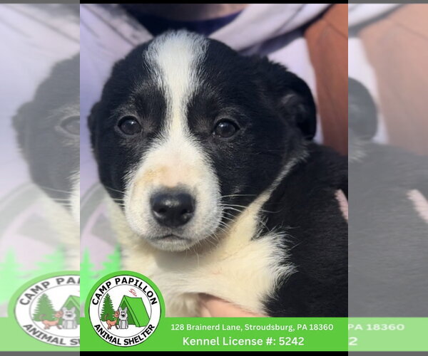 Medium Photo #1 Border Collie-Unknown Mix Puppy For Sale in Stroudsburg, PA, USA