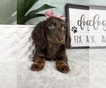 Small #6 Dachshund