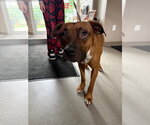 Small Mutt