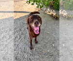 Small #14 Labrador Retriever Mix