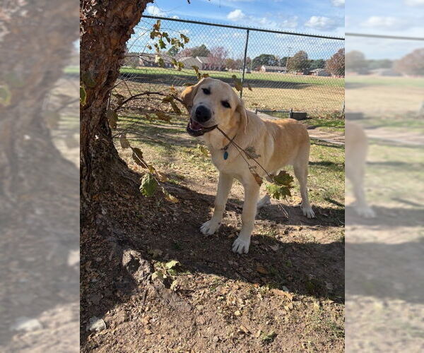Medium Photo #2 Anatolian Shepherd-Great Pyrenees Mix Puppy For Sale in Winter Park, CO, USA