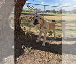 Small #1 Anatolian Shepherd-Great Pyrenees Mix