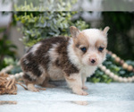 Small Photo #10 Pembroke Welsh Corgi Puppy For Sale in NEW CONCORD, OH, USA