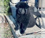 Small Photo #2 Chow Chow Puppy For Sale in ELGIN, IL, USA