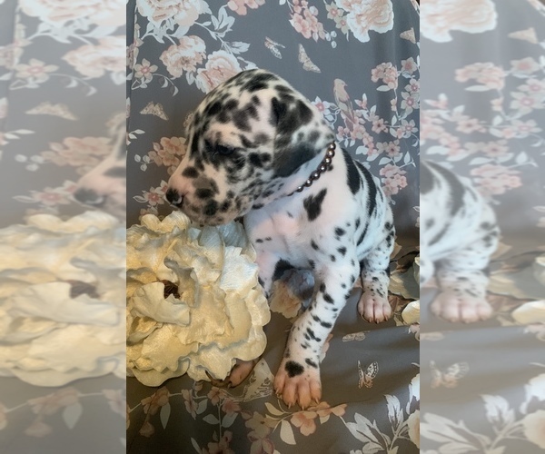 Medium Photo #9 Great Dane Puppy For Sale in DIGHTON, MA, USA