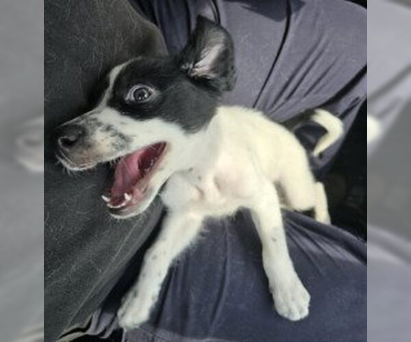 Medium Photo #2 Border Collie-Unknown Mix Puppy For Sale in Glen Allen, VA, USA