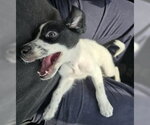 Small #1 Border Collie Mix