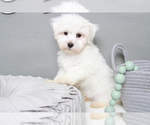Small Photo #1 Maltese Puppy For Sale in MARIETTA, GA, USA
