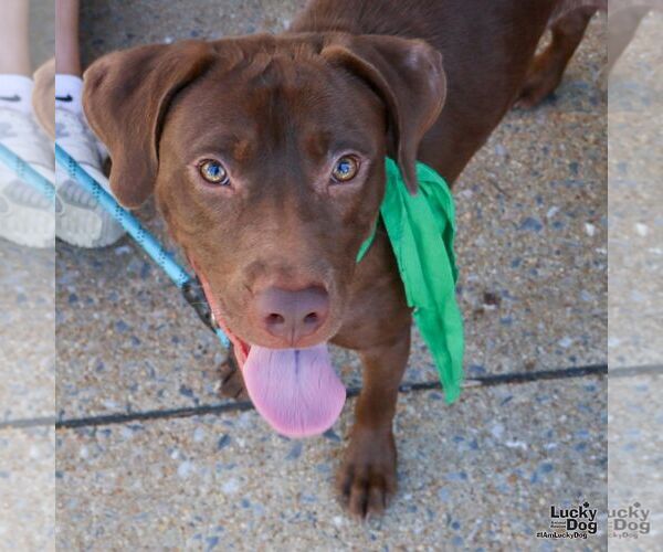 Medium Photo #4 Chocolate Labrador retriever-Retriever  Mix Puppy For Sale in Washington, DC, USA
