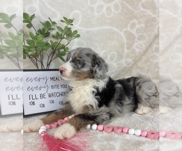 Medium Photo #5 Bernedoodle (Miniature) Puppy For Sale in INDIANAPOLIS, IN, USA
