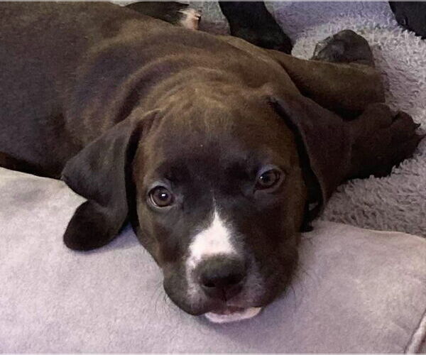 Medium Photo #5 Golden Retriever-Unknown Mix Puppy For Sale in Wenonah, NJ, USA