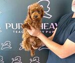 Small Photo #9 Poodle (Miniature) Puppy For Sale in LAS VEGAS, NV, USA