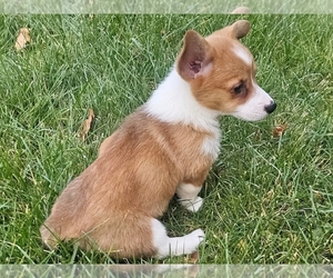 Pembroke Welsh Corgi Puppy for sale in PROVIDENCE, RI, USA
