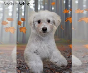 Maltipoo Dogs for adoption in Phelan, CA, USA