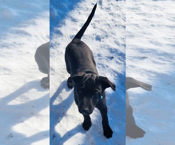Medium Photo #16 Mutt Puppy For Sale in Germantown, OH, USA