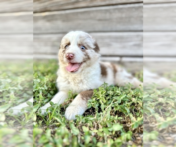 Medium Photo #2 Miniature Australian Shepherd Puppy For Sale in ORLANDO, FL, USA