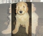 Small Photo #15 Goldendoodle Puppy For Sale in LINCOLN, AL, USA