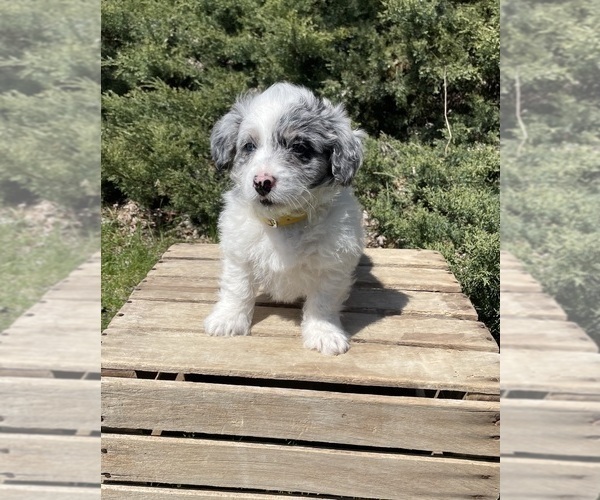 Medium Photo #4 Miniature Bernedoodle Puppy For Sale in GOSHEN, IN, USA