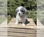 Small Photo #4 Miniature Bernedoodle Puppy For Sale in GOSHEN, IN, USA