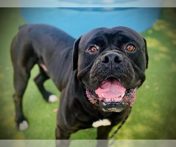 Medium Photo #1 Bullmastiff Puppy For Sale in Orlando, FL, USA