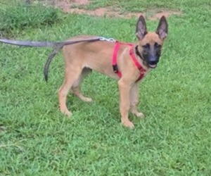 Belgian Malinois Puppy for Sale in PICKENS, South Carolina USA