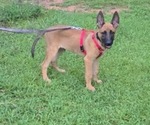 Small Belgian Malinois