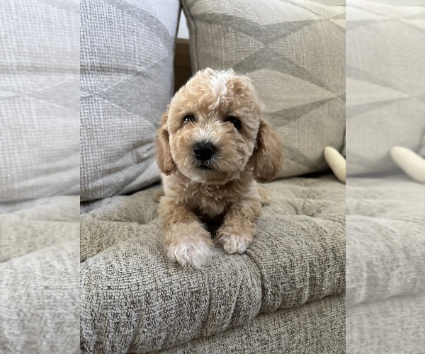 Medium Photo #12 Bichpoo Puppy For Sale in NORTH PORT, FL, USA