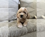 Small #11 Bichpoo