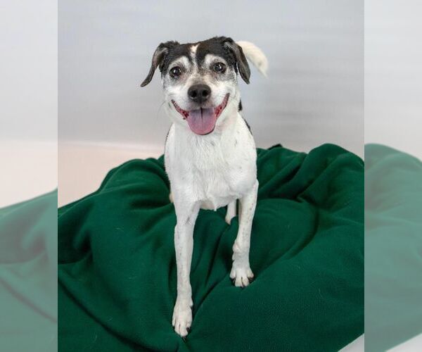 Medium Photo #6 Raggle Puppy For Sale in Kennesaw, GA, USA