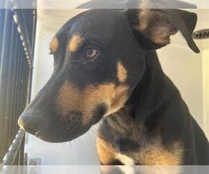 Labrador Retriever-Unknown Mix Dogs for adoption in Houston, TX, USA