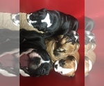 Small Photo #22 English Bulldogge Puppy For Sale in LAKESIDE, CA, USA