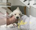 Small Photo #15 English Cream Golden Retriever Puppy For Sale in WALTON, KY, USA