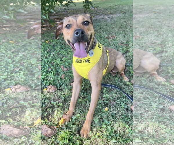 Medium Photo #3 Labrador Retriever-Unknown Mix Puppy For Sale in Munford, TN, USA