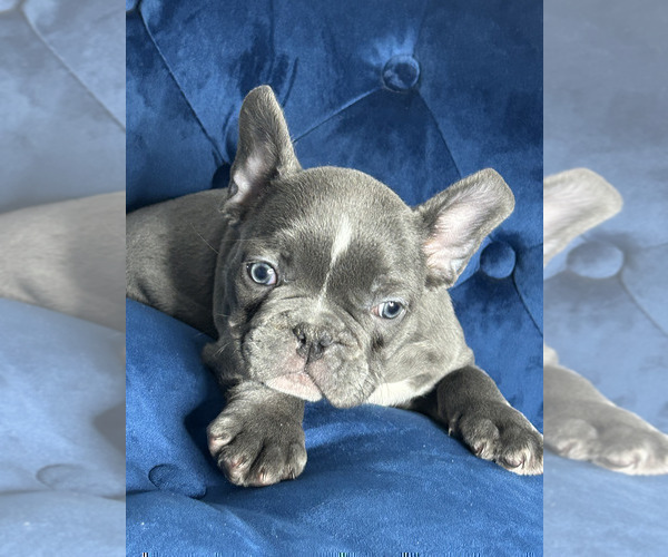 Medium Photo #6 French Bulldog Puppy For Sale in PORTLAND, OR, USA