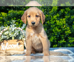 Small Photo #3 Golden Retriever Puppy For Sale in HARLAN, IN, USA