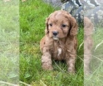 Small Photo #3 Cavapoo Puppy For Sale in GREENVILLE, MO, USA