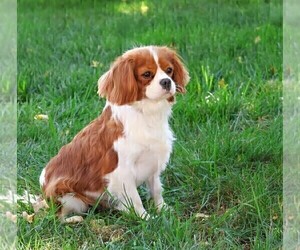 Mother of the Cavapoo (Miniature) puppies born on 02/16/2026