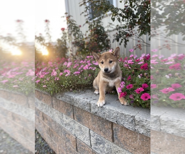 Medium Photo #3 Shiba Inu Puppy For Sale in CANOGA, NY, USA