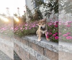 Small #2 Shiba Inu